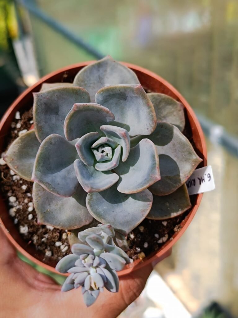 Graptoveria mrs Richards
