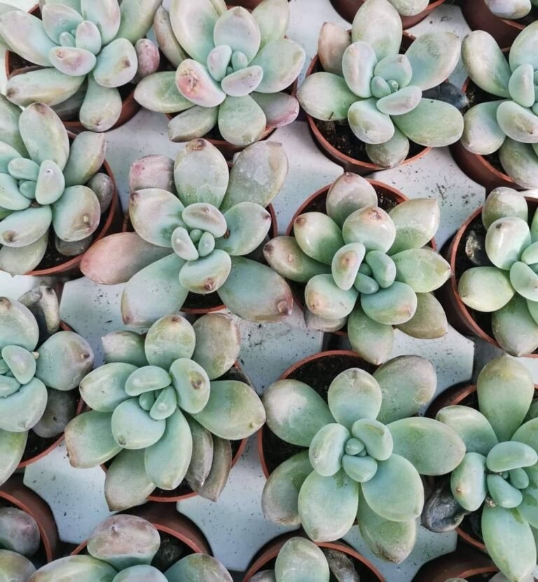 Graptoveria Opalina