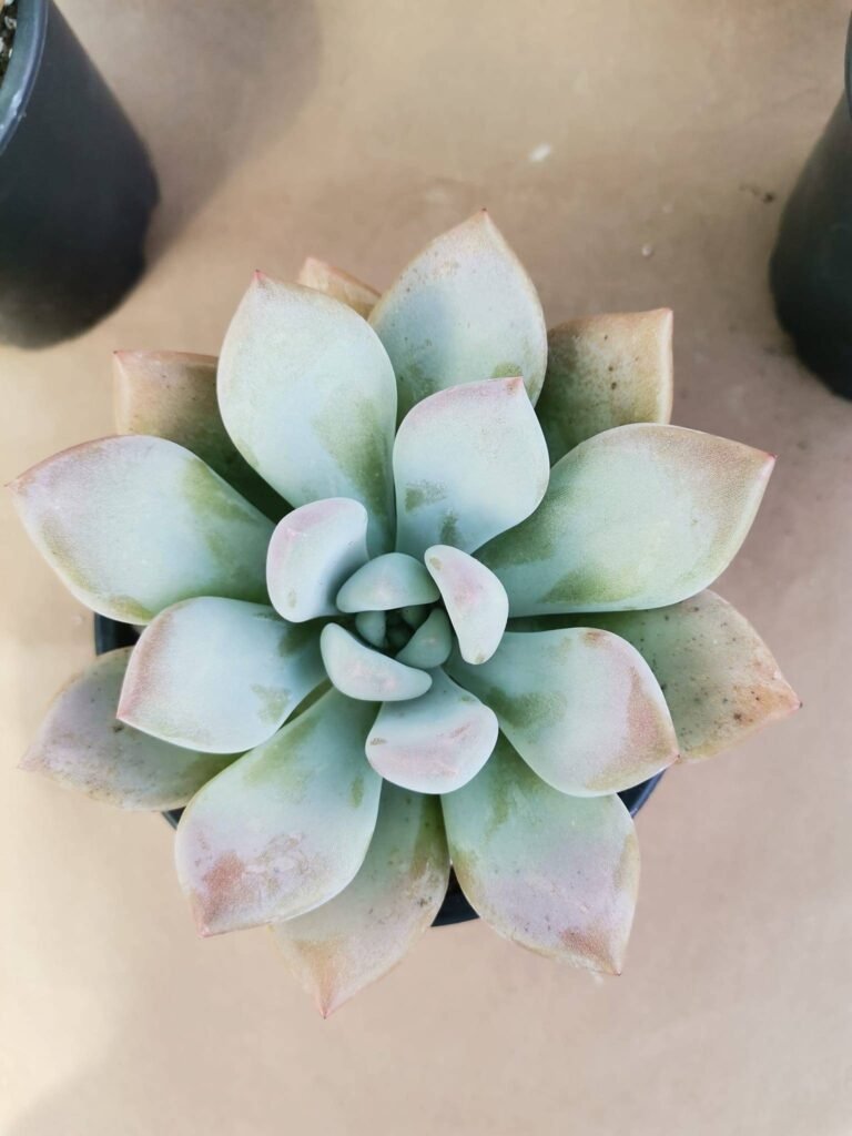 Graptoveria Opalina