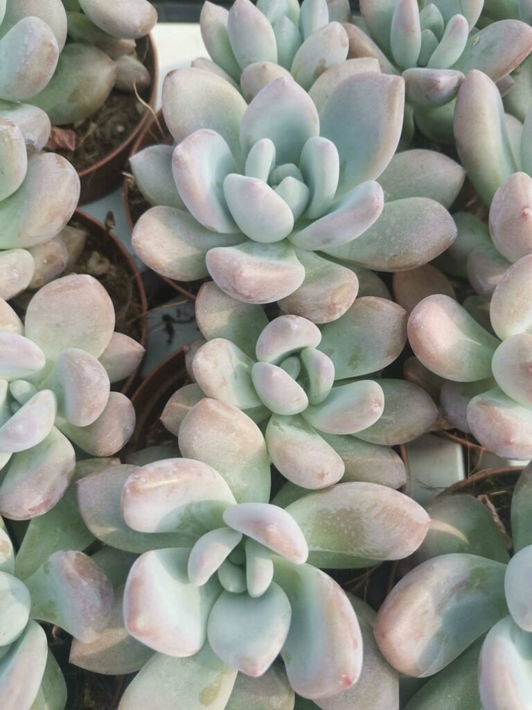 Graptoveria Opalina