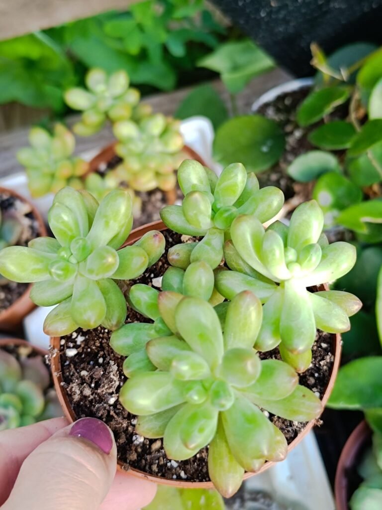 Graptoveria Orange Queen Korean