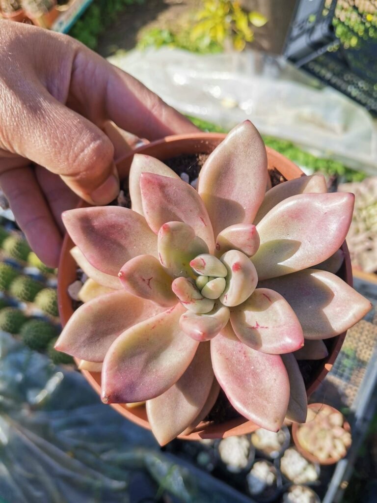 Graptoveria Pink Donna