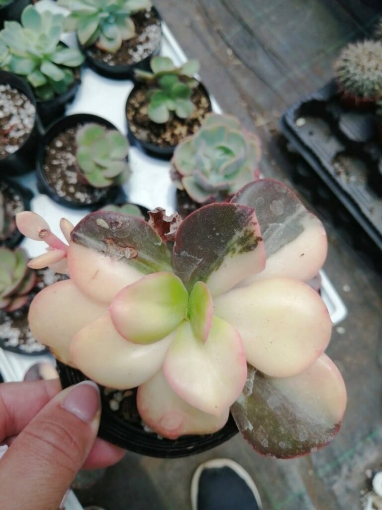 Graptoveria Pink Donna Variegata Korean