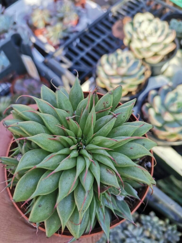 Graptoveria Silver Star