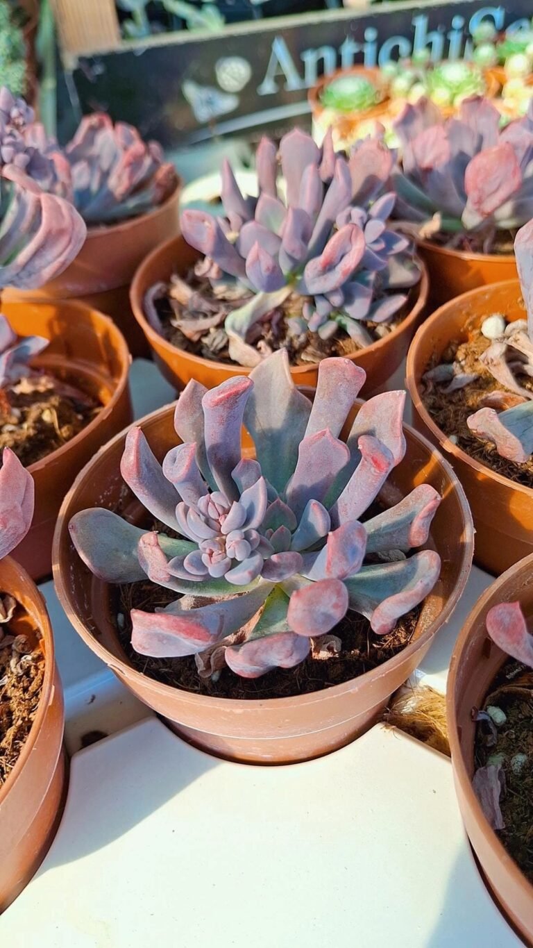 Graptoveria Topsy Debbie (Lilac Spoons)