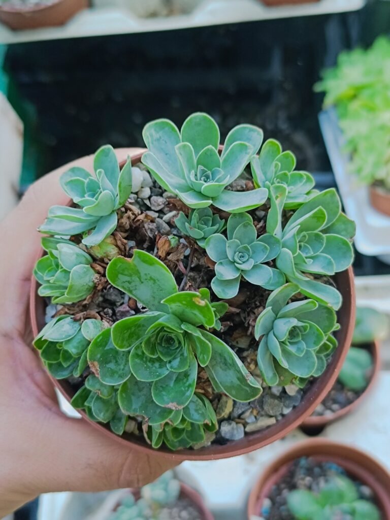 Greenovia Aurea