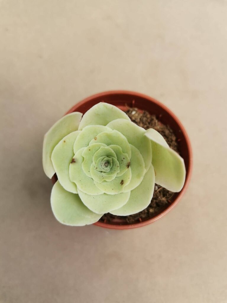 Greenovia Aurea