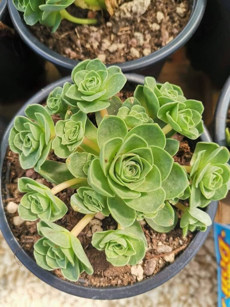 Greenovia Dodrentalis