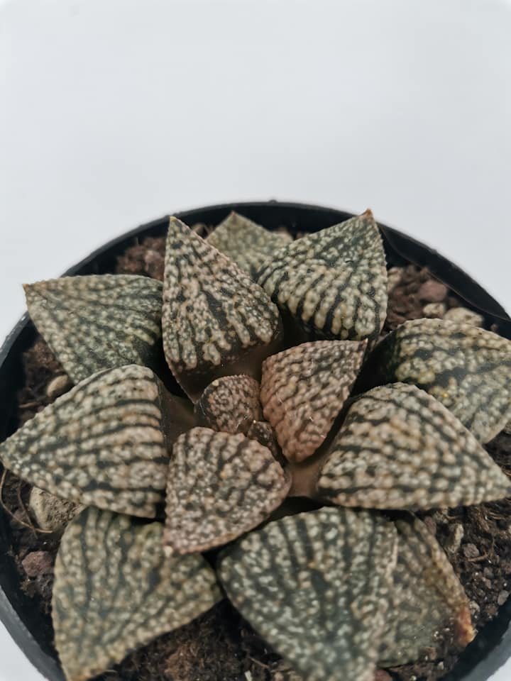 Haworthia Black Picta