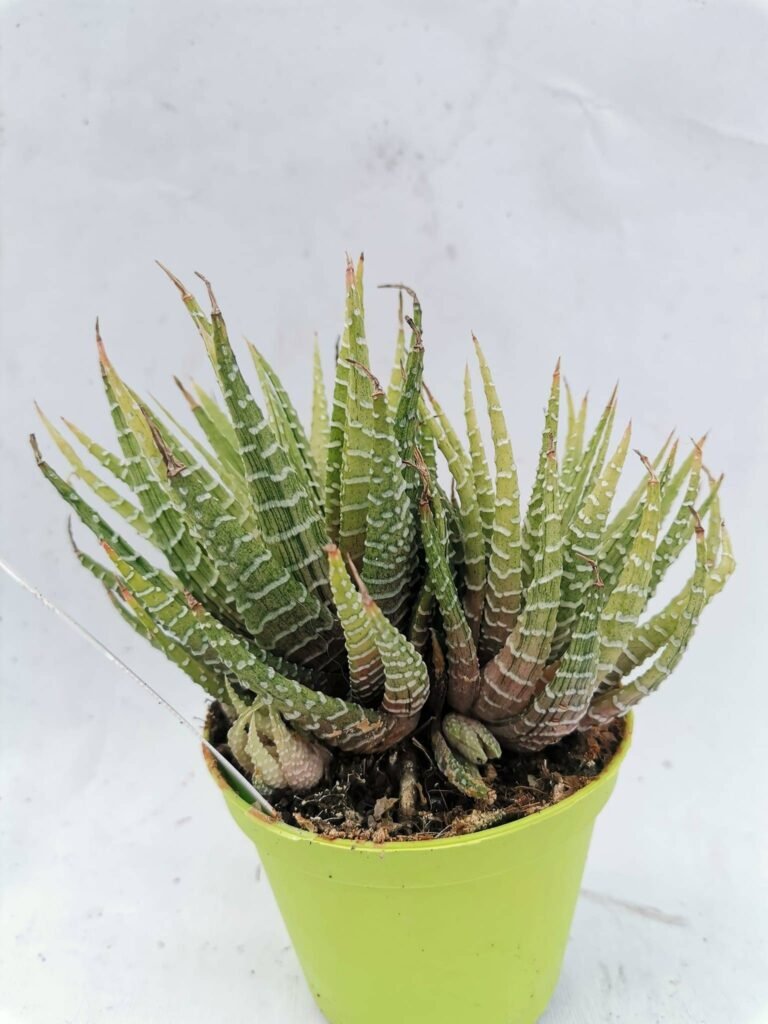 Haworthia Fasciata Variegata