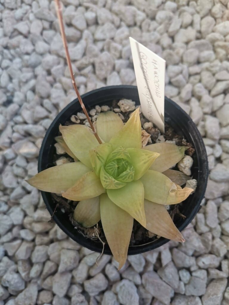 Haworthia Golden Chrysanthemum