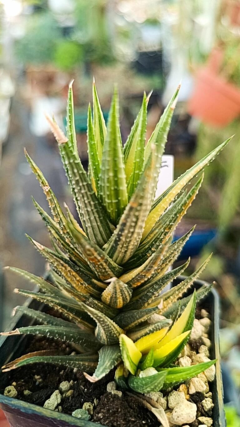 Haworthia Hybrid koteki nishiki