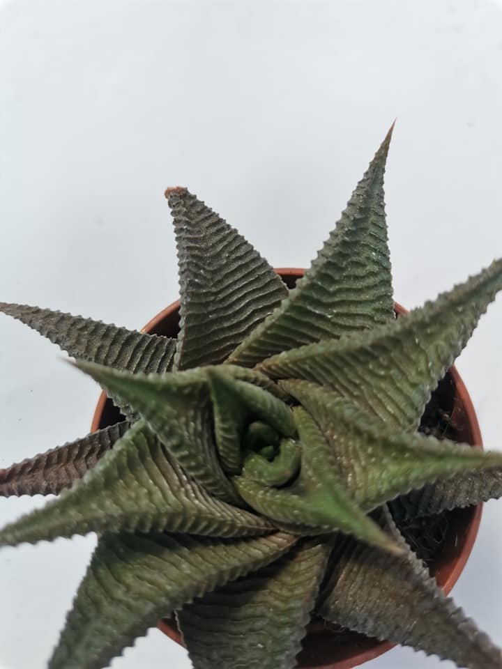 Haworthia Limifolia Twister f. Spiralis