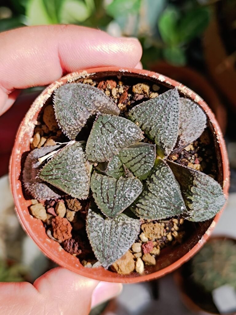 Haworthia cv Mordor