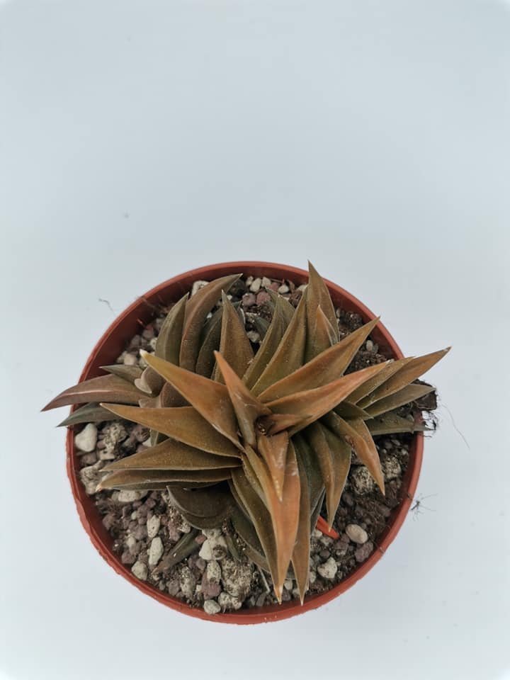 Haworthia Tortuosa