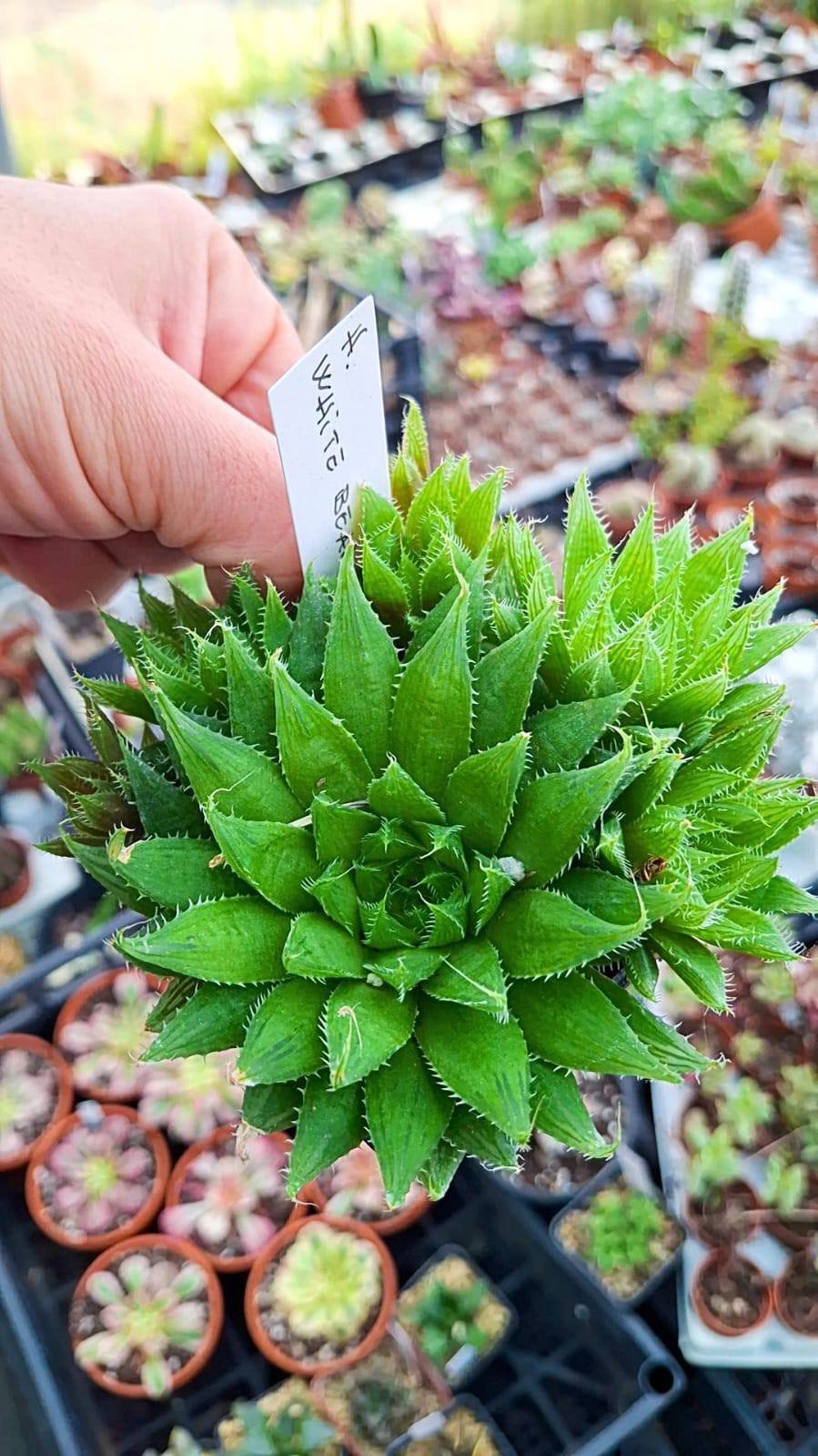 Haworthia White bear