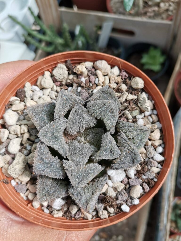 Haworthia Wintermelon