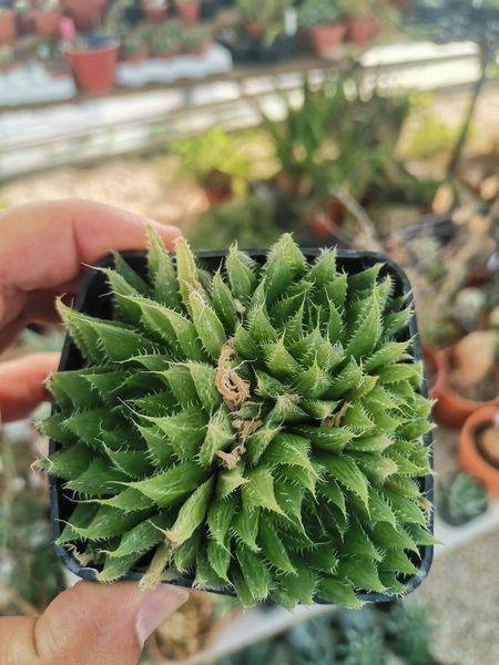 Haworthia Arachnoidea