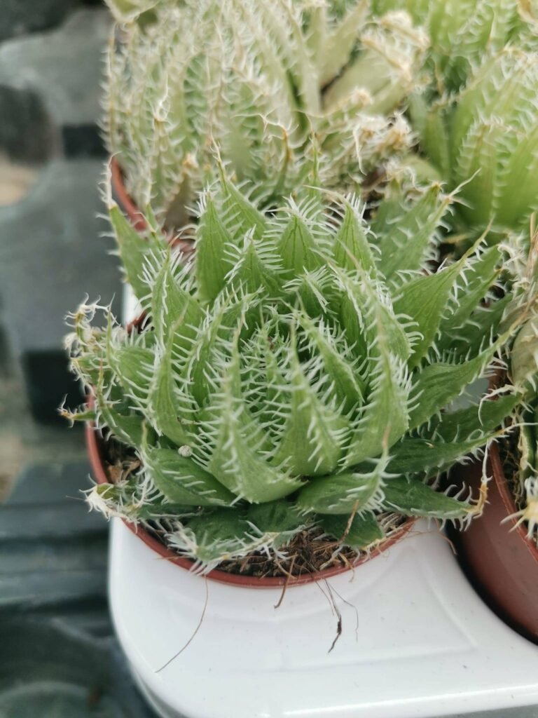 Haworthia Arachnoidea