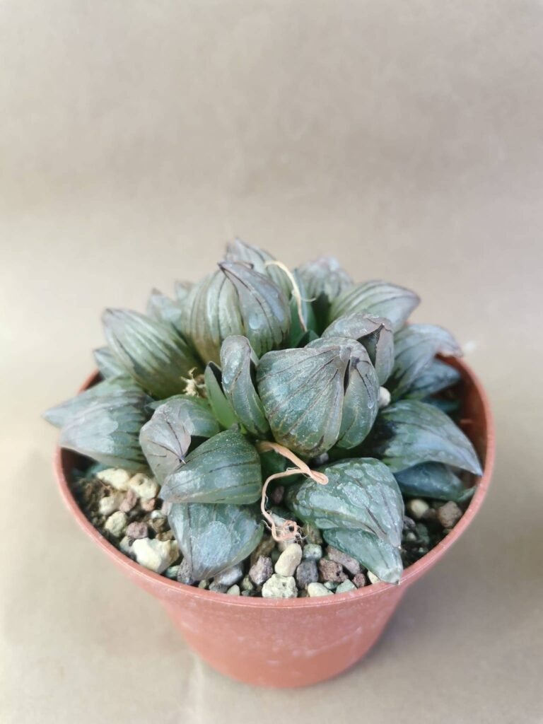 Haworthia Atrofusca Mutant Watermelon