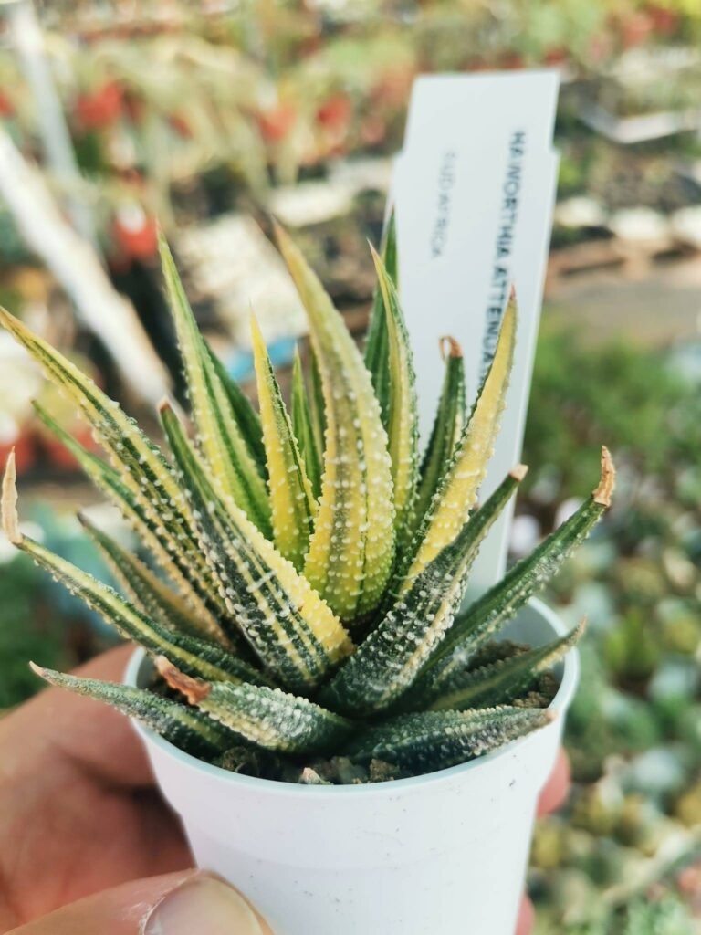 Haworthia Attenuata Variegata