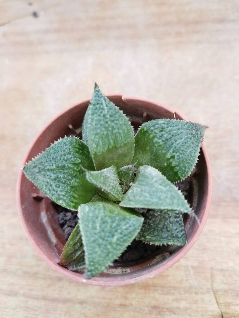 Haworthia Badia Miyai