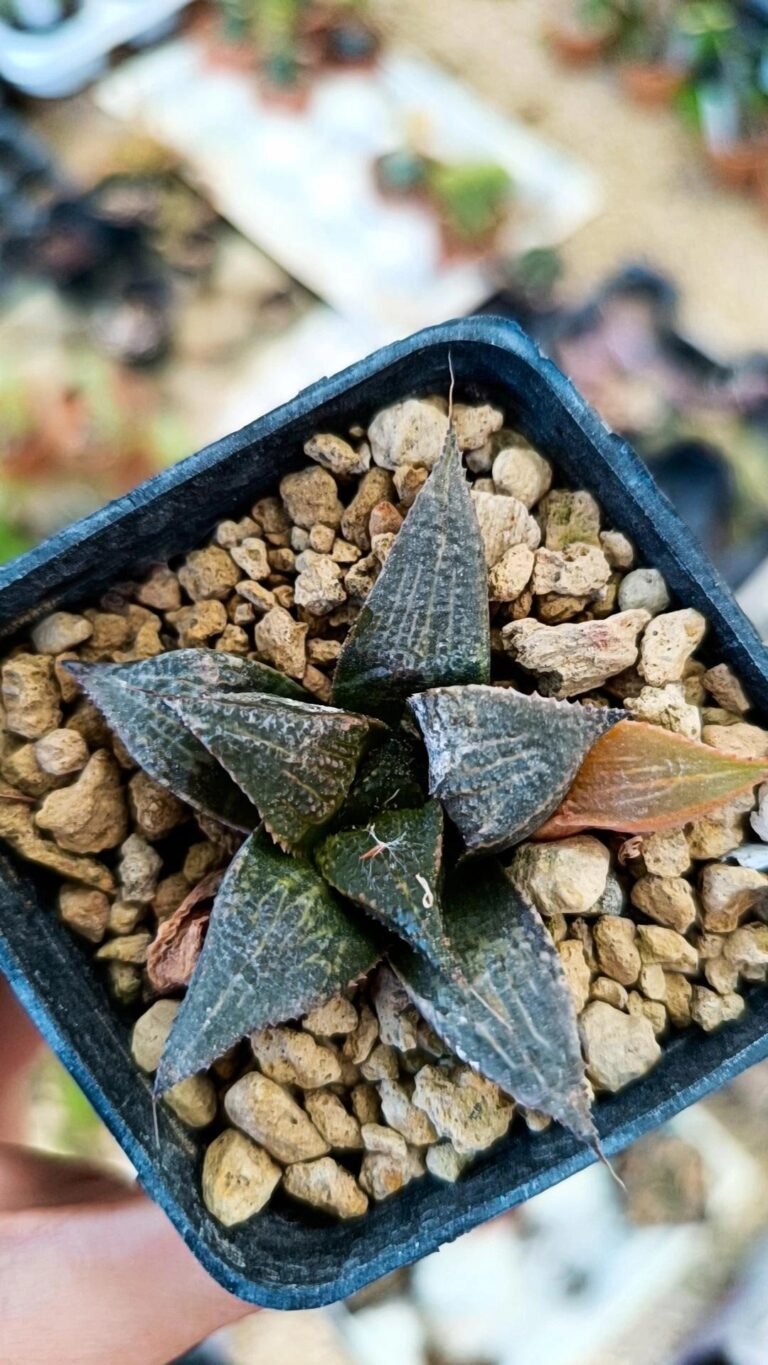 Haworthia badia shuten doji