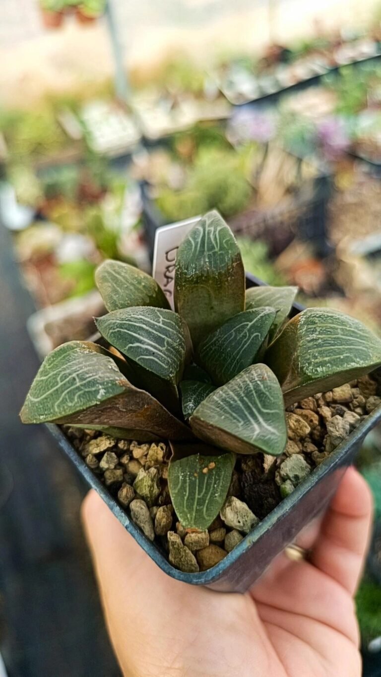 Haworthia bayeri dragon light