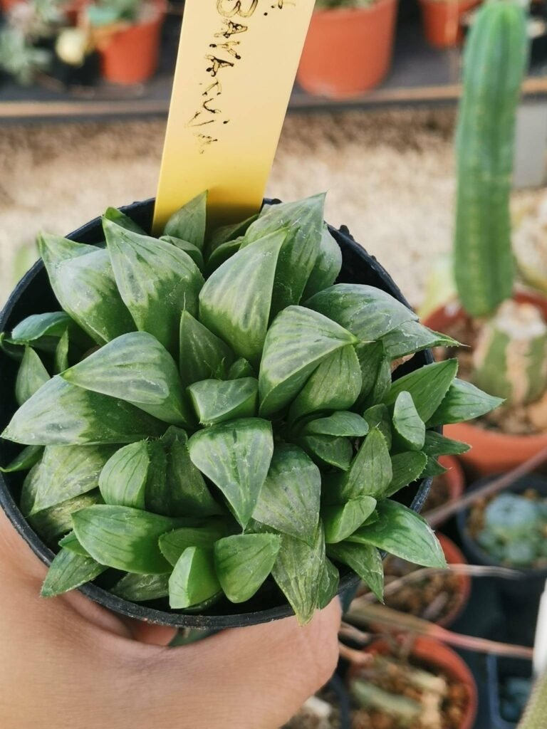Haworthia Byakuya