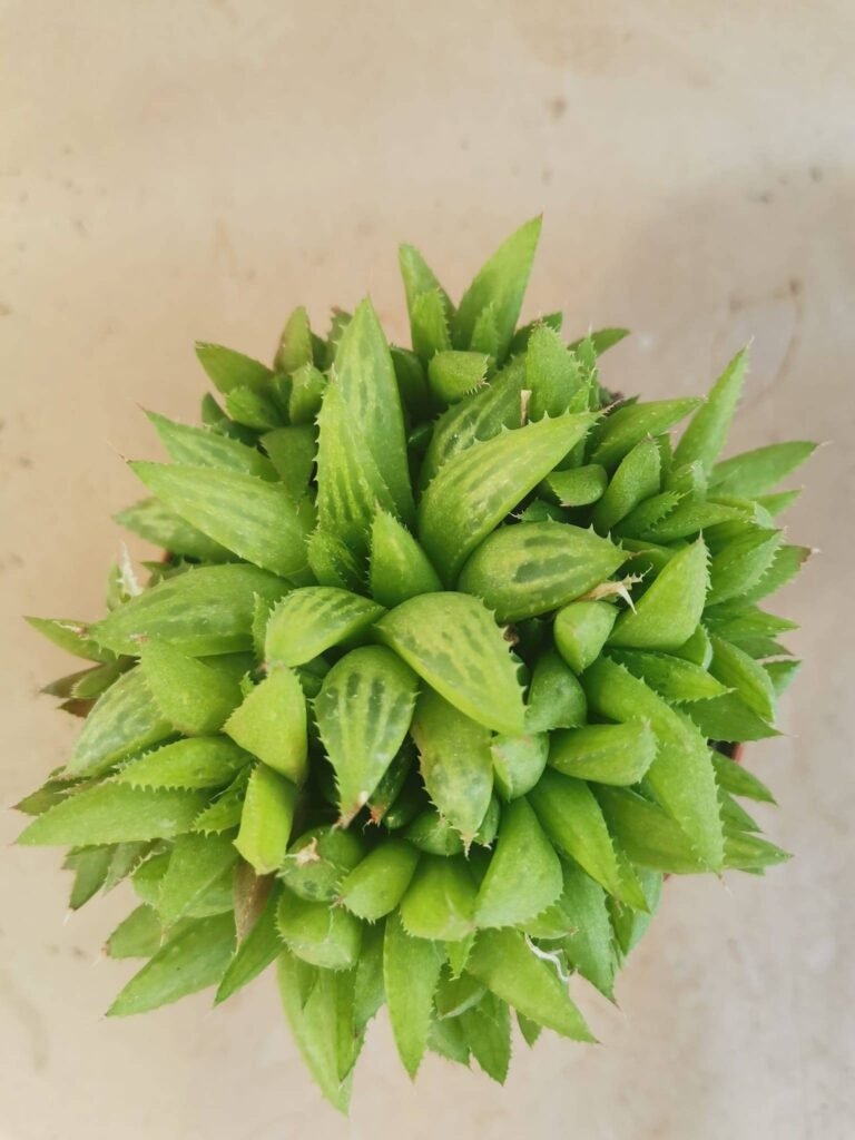 Haworthia Chloracantha