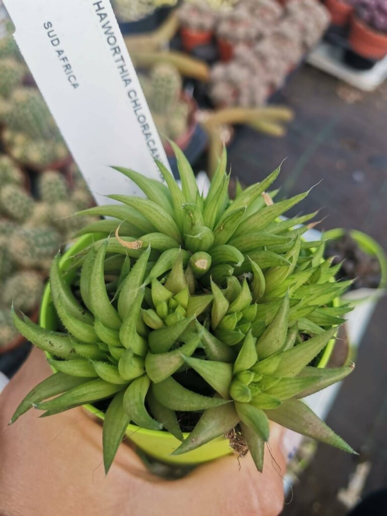 Haworthia Chloracantha