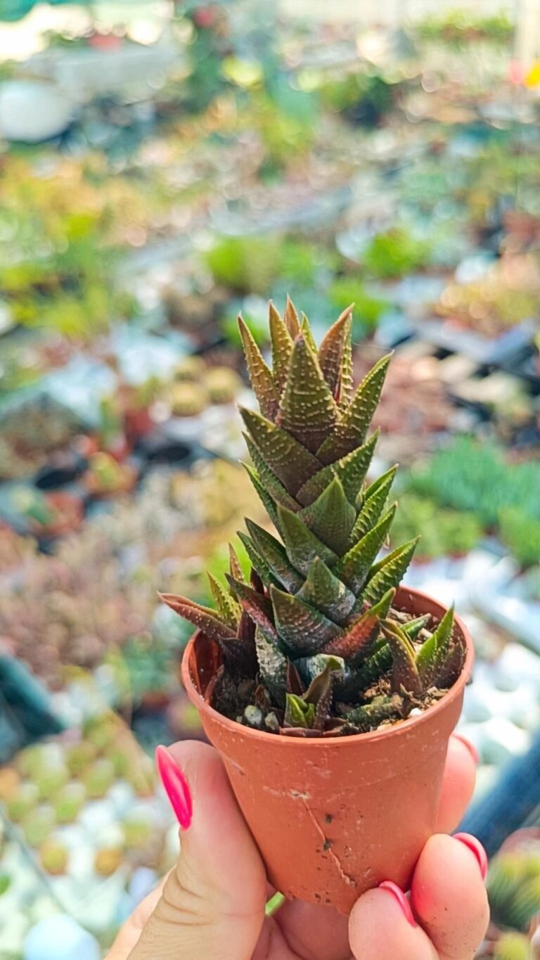 Haworthia Coarctata