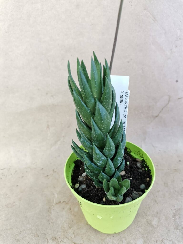 Haworthia Coarctata Greenii
