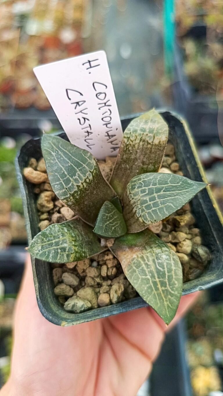 Haworthia Comptoniana cv Crystal