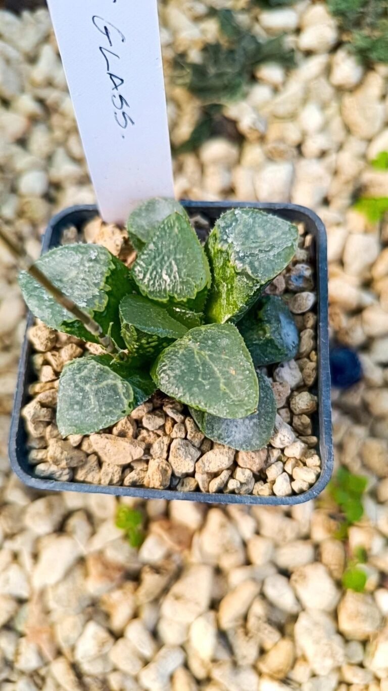 Haworthia Comptoniana Glass
