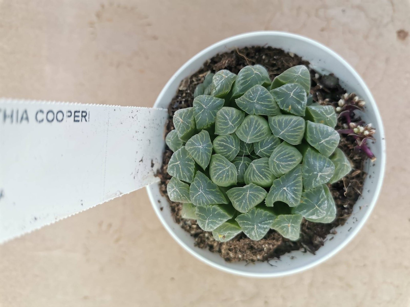 Haworthia Cooperi