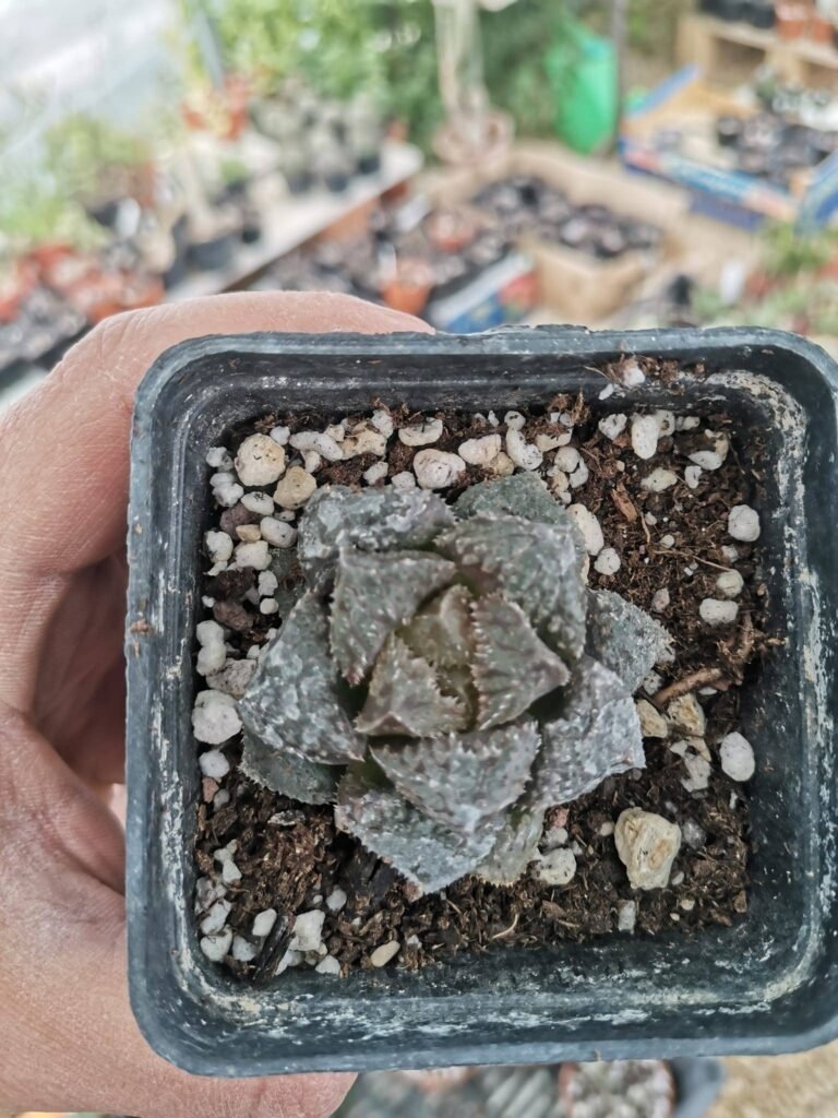 Haworthia Cooperi cv Magic Thorn Japan