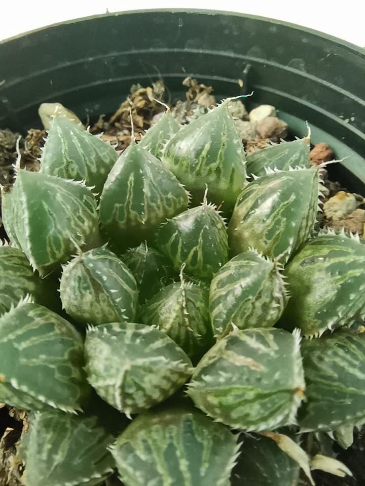 Haworthia Obtusa Mirror Ball