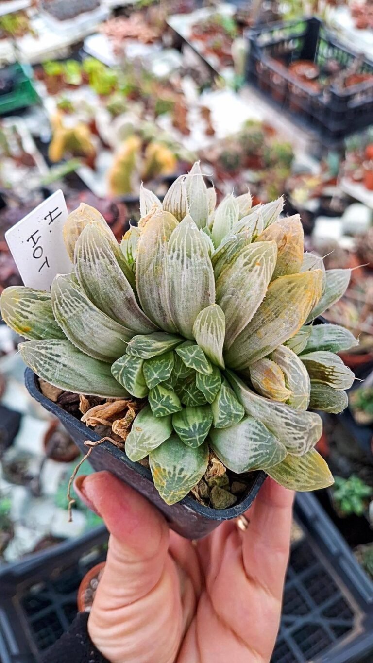 Haworthia Cooperi pilifera Variegata v. “hot spot”