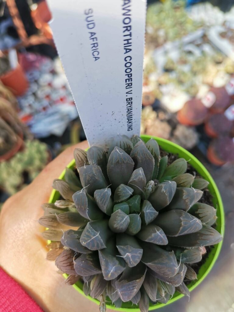 Haworthia Cooperi v. Bryanmaking