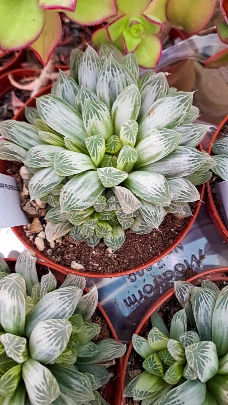Haworthia Cooperi pilifera Variegata