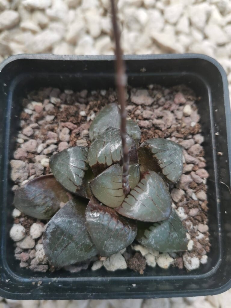 Haworthia Crystal Ball