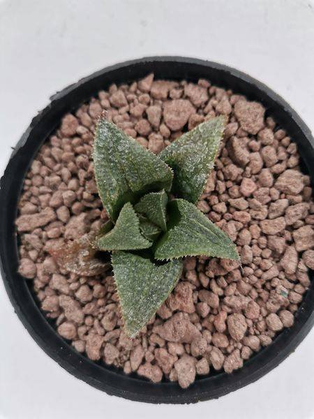 Haworthia cv Aluminium Star