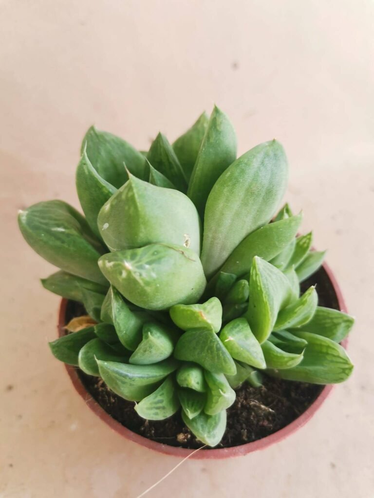 Haworthia Cymbiformis