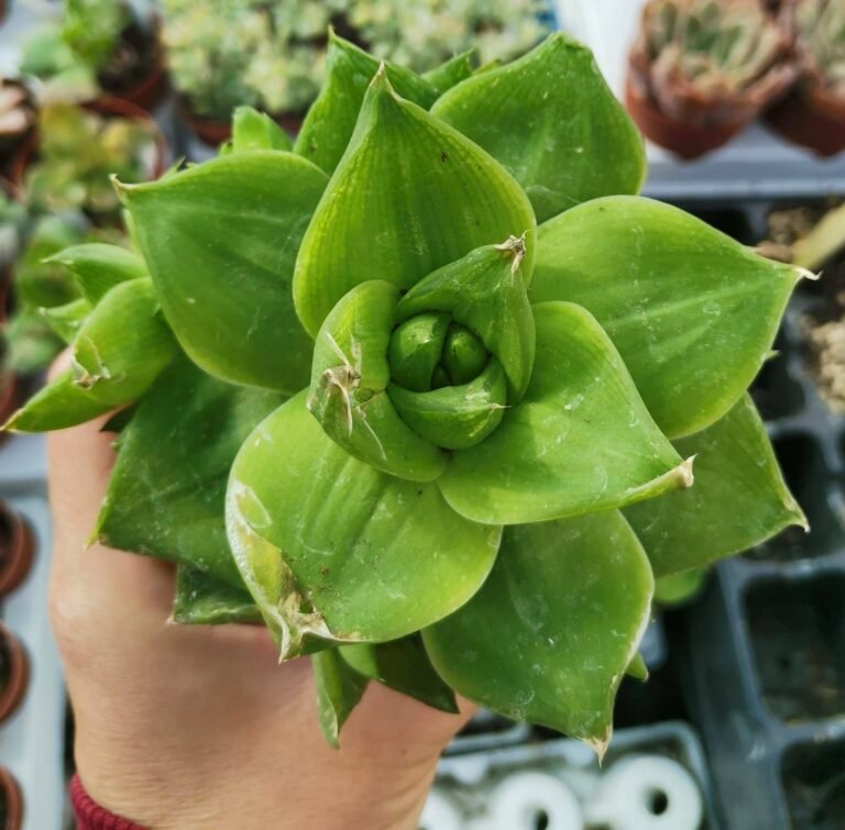 Haworthia Planifolia f. Agavoides