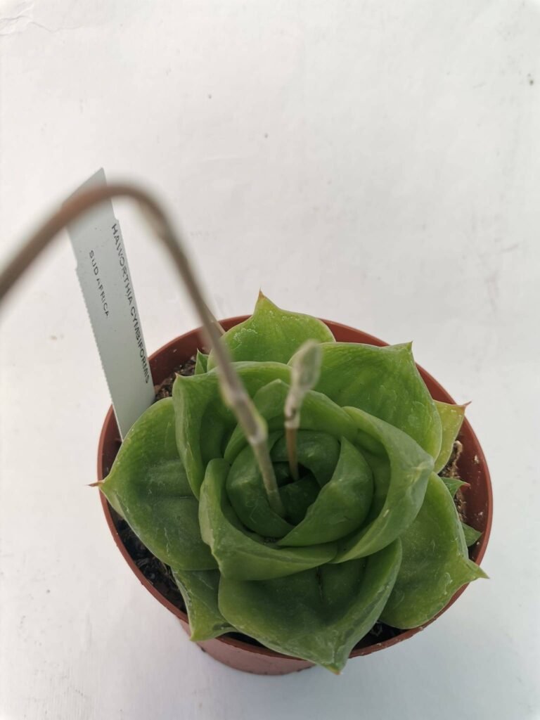 Haworthia Cymbiformis cv Rose
