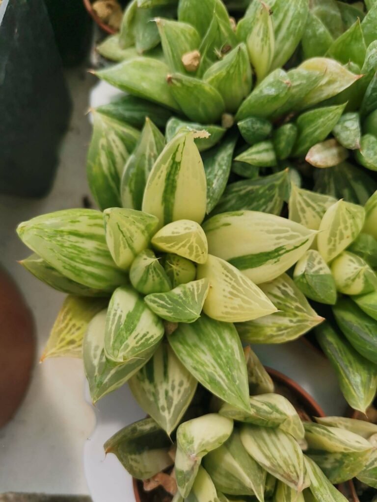Haworthia Cymbiformis Variegata