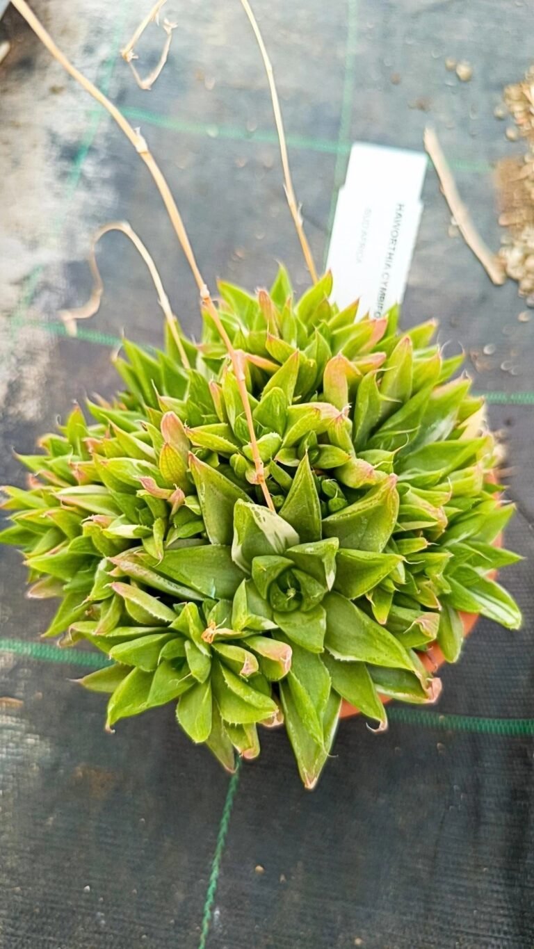 Haworthia Cymbiformis Variegata