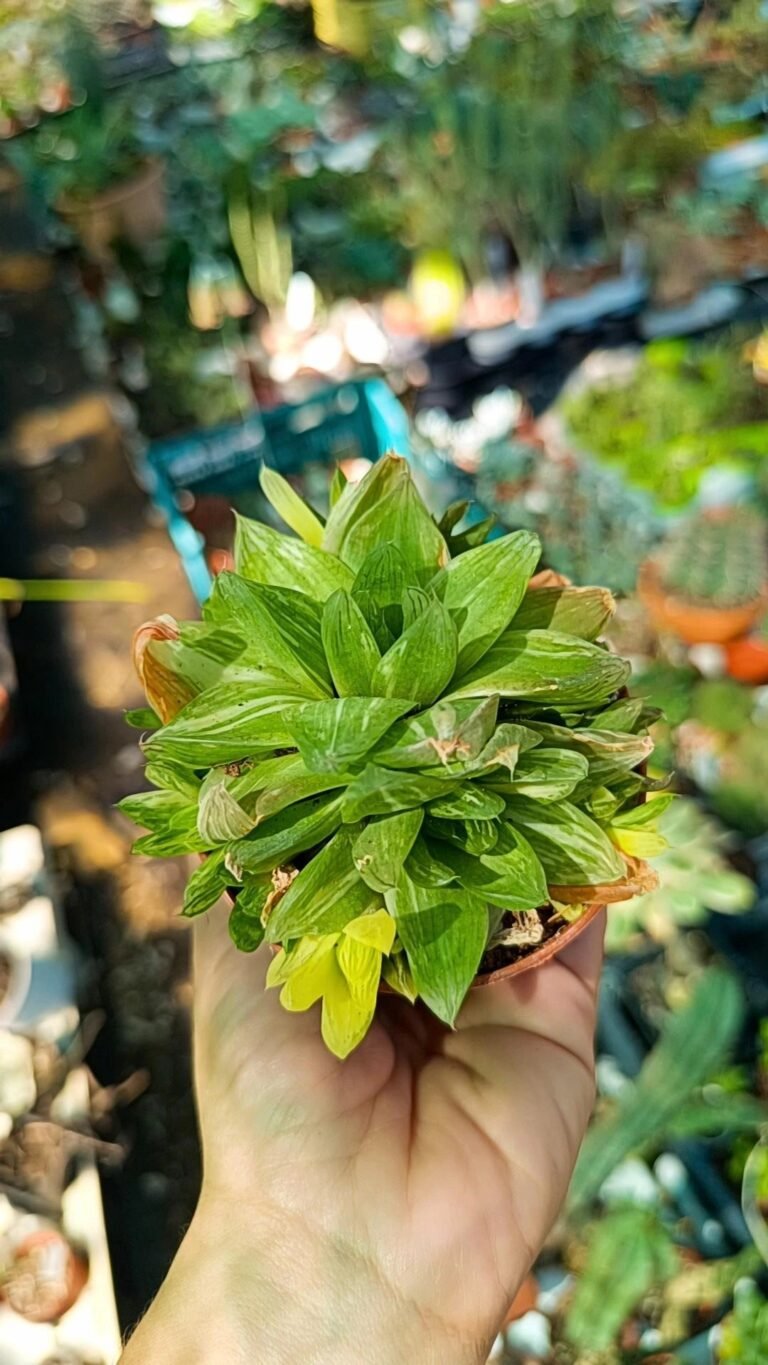Haworthia Cymbiformis Variegata