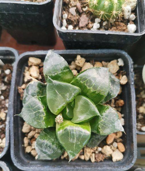 Haworthia Emelyae x Comptoniana